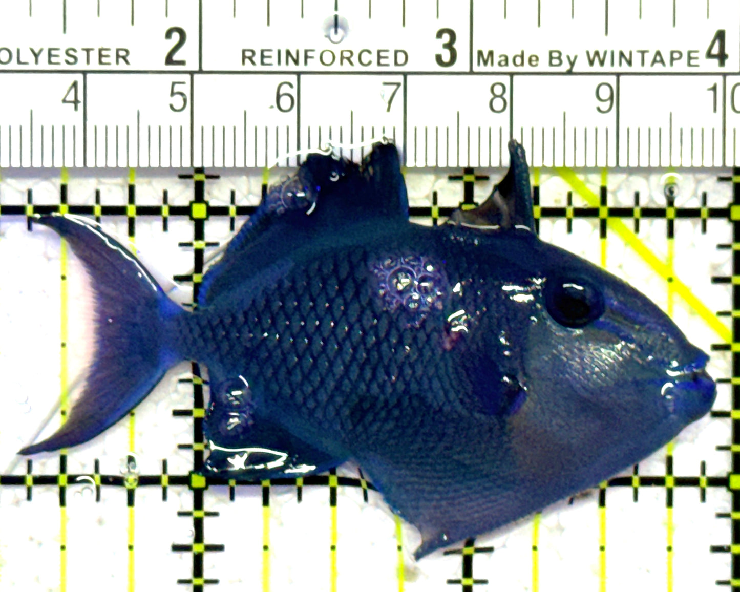 Niger Triggerfish NT010301 WYSIWYG Size: ML 3.75" approx
