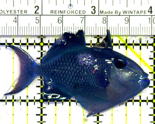 Niger Triggerfish NT010301 WYSIWYG Size: ML 3.75" approx