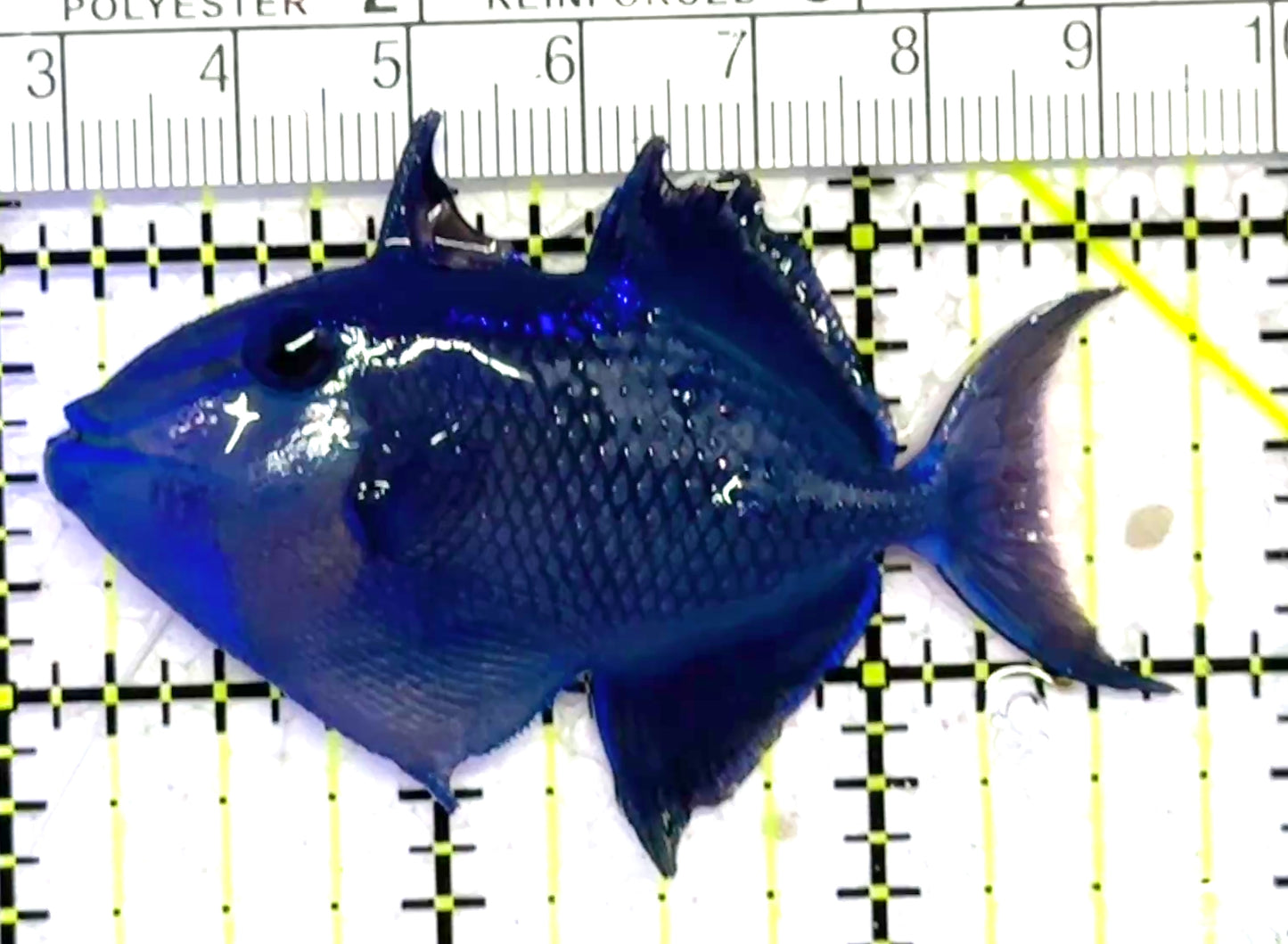 Niger Triggerfish NT010301 WYSIWYG Size: ML 3.75" approx