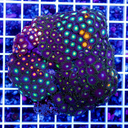 Neon Multizoa Mother Colony NMMC112601 WYSIWYG