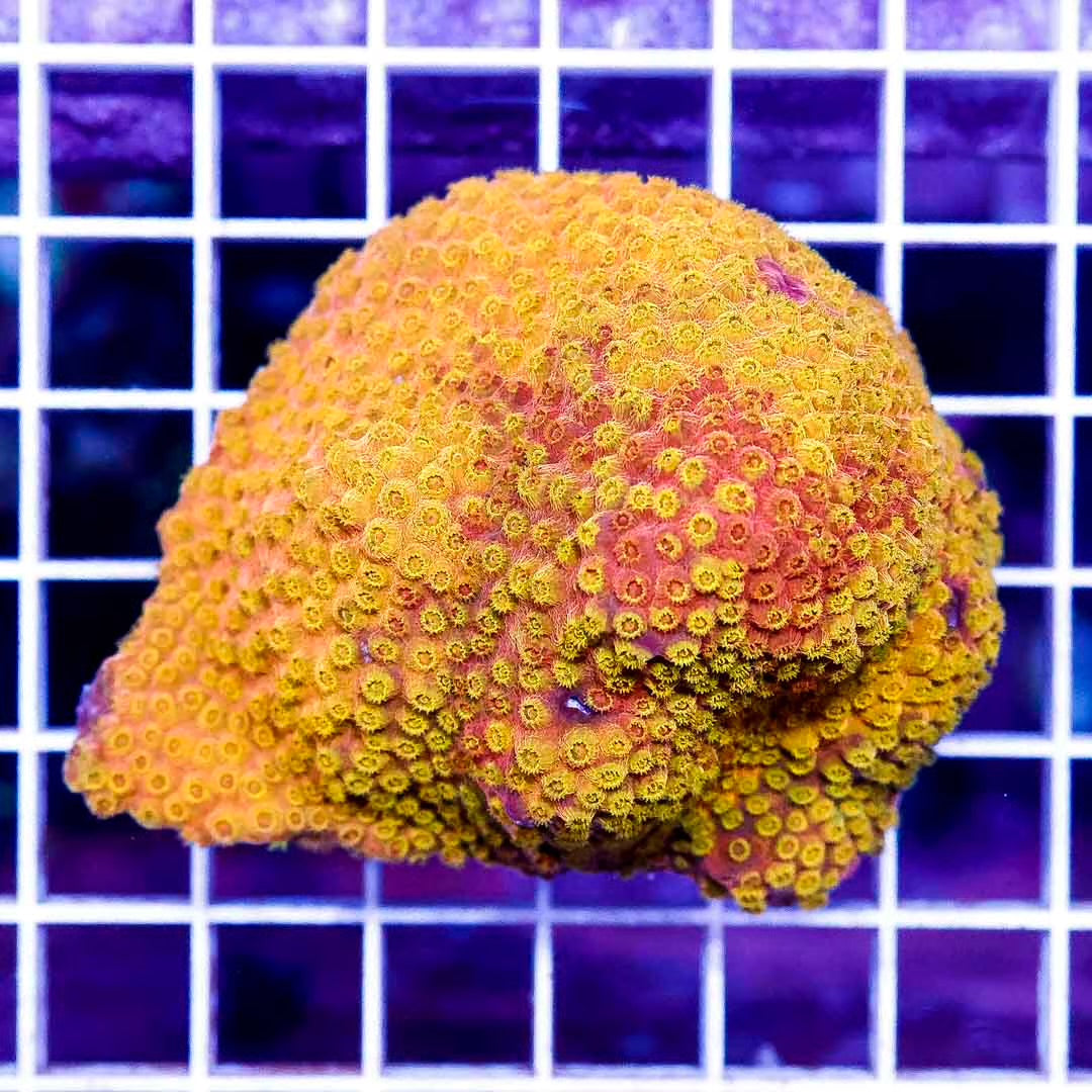 Golden Aussie Cyphastrea Mother Colony GACMC112601 WYSIWYG