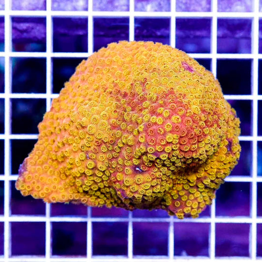 Golden Aussie Cyphastrea Mother Colony GACMC112601 WYSIWYG