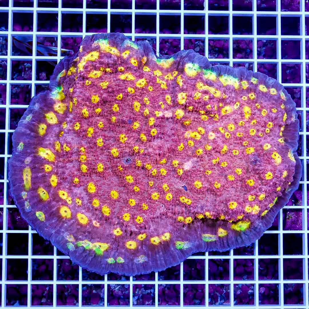 Aussie Golden Eye Chalice Size: M 0.75" to 1"