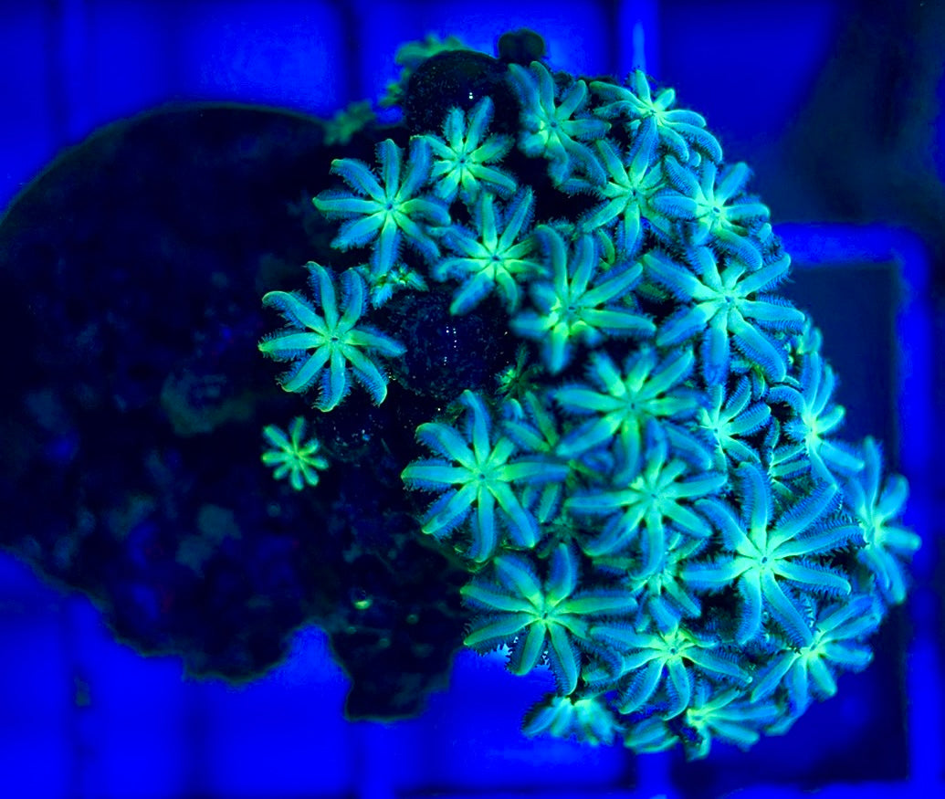 Neon Aussie Blue Sympodium Polyp NABSP051804 WYSIWYG