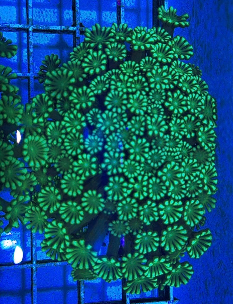 Aussie Ultra Alveopora Size: M 0.75" to 1" - Violet Aquarium 