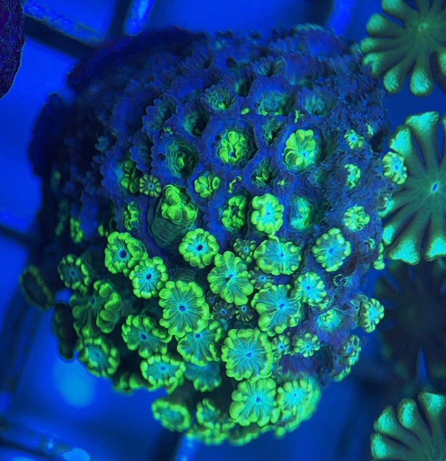 Aussie Alveopora AA0518002 WYSIWYG