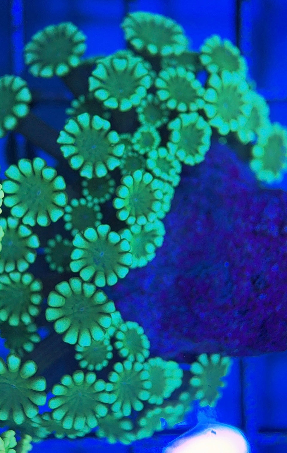 Aussie Alveopora AA0518003 WYSIWYG