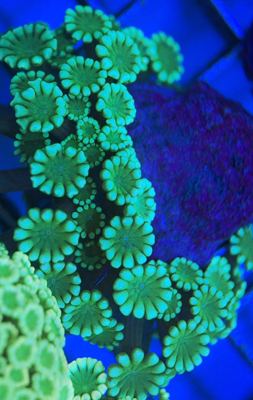 Aussie Alveopora AA0518003 WYSIWYG