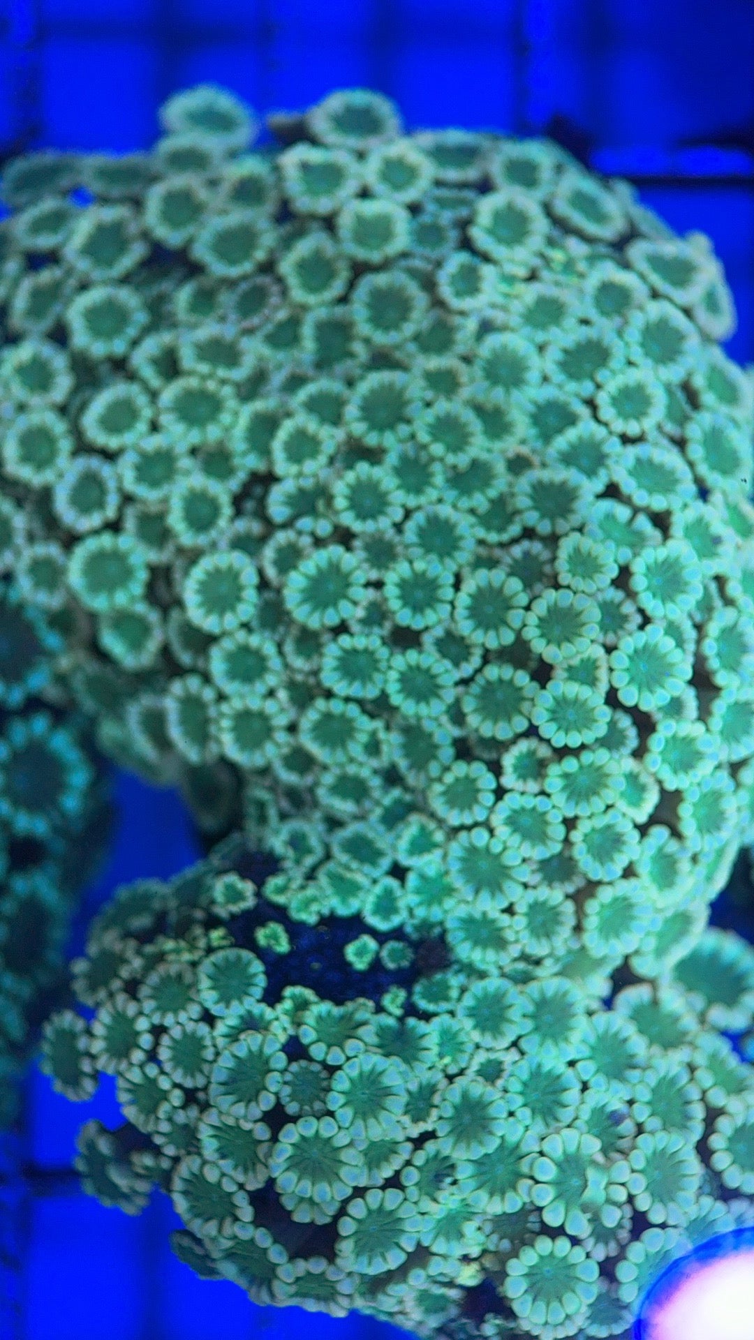 Aussie Alveopora AA0518004 WYSIWYG