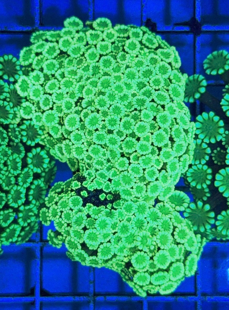 Aussie Alveopora AA0518004 WYSIWYG