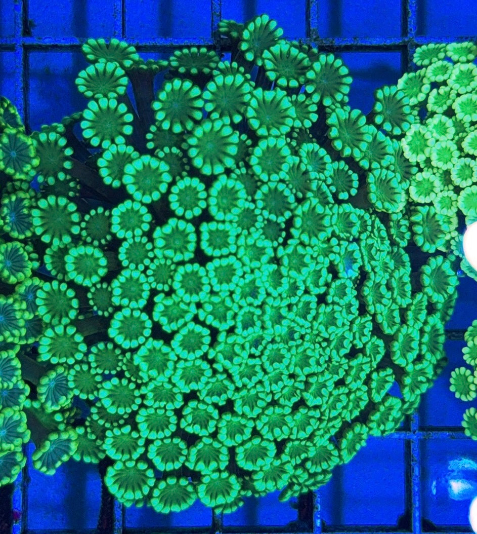 Aussie Ultra Alveopora Size: M 0.75" to 1" - Violet Aquarium 