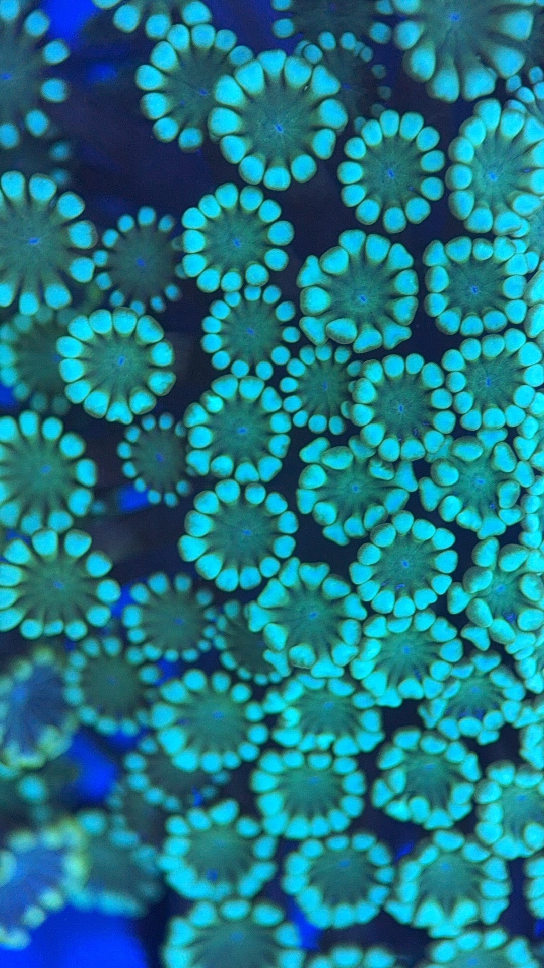 Aussie Alveopora AA0518005 WYSIWYG