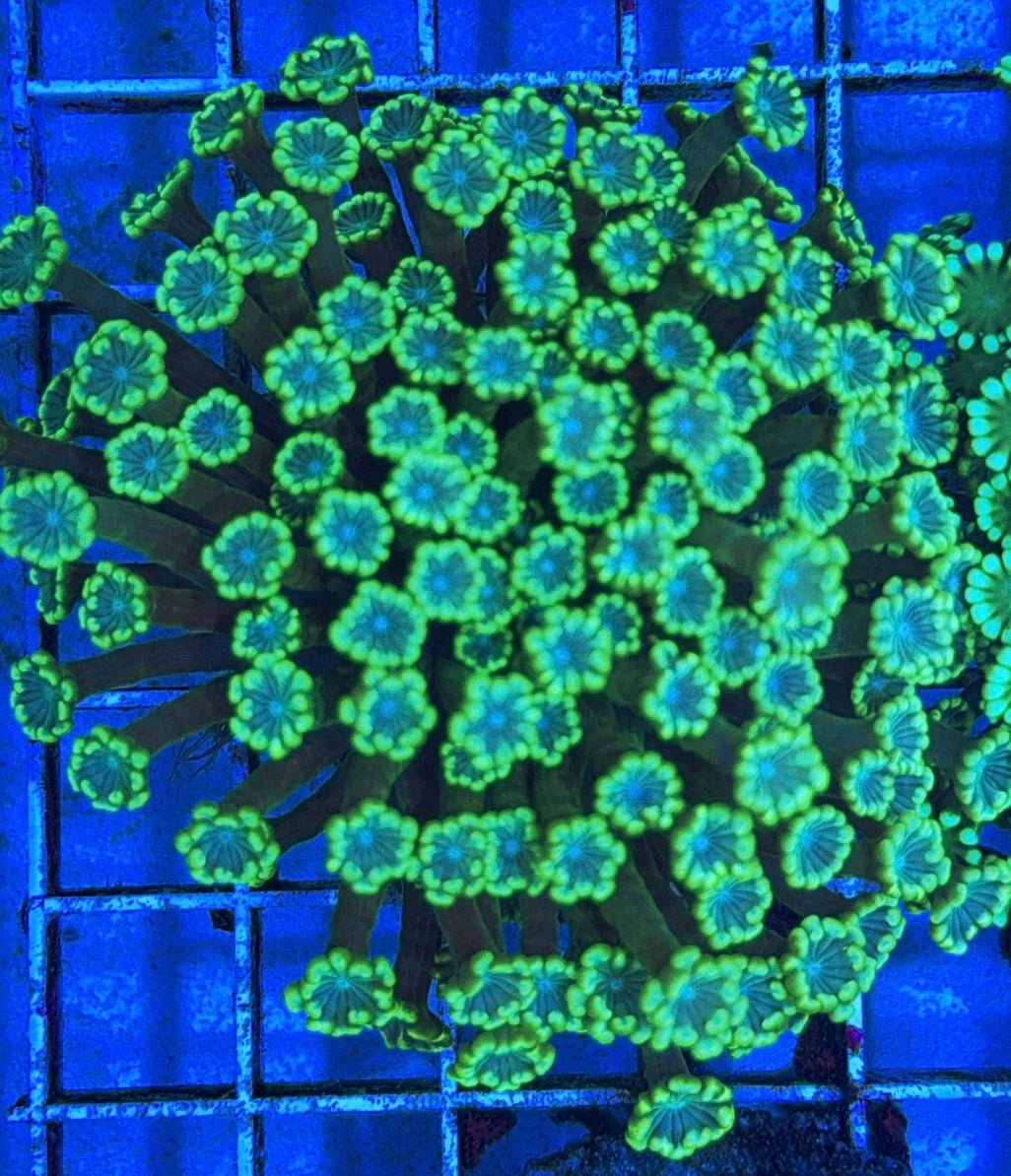 Aussie Ultra Alveopora Size: M 0.75" to 1" - Violet Aquarium 