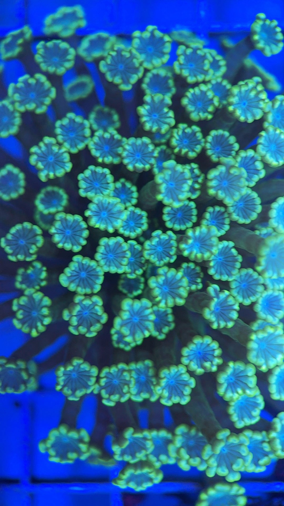 Aussie Ultra Alveopora Size: M 0.75" to 1" - Violet Aquarium 