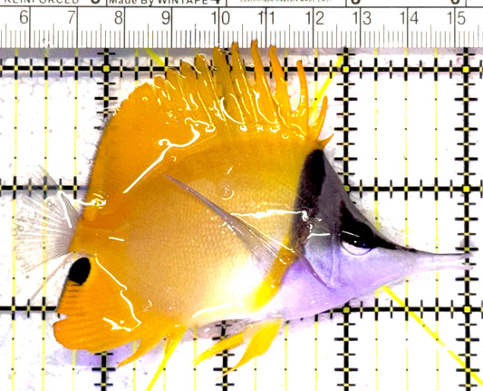 Yellow Longnose Butterflyfish YLB011301 WYSIWYG Size: L 3.75" approx