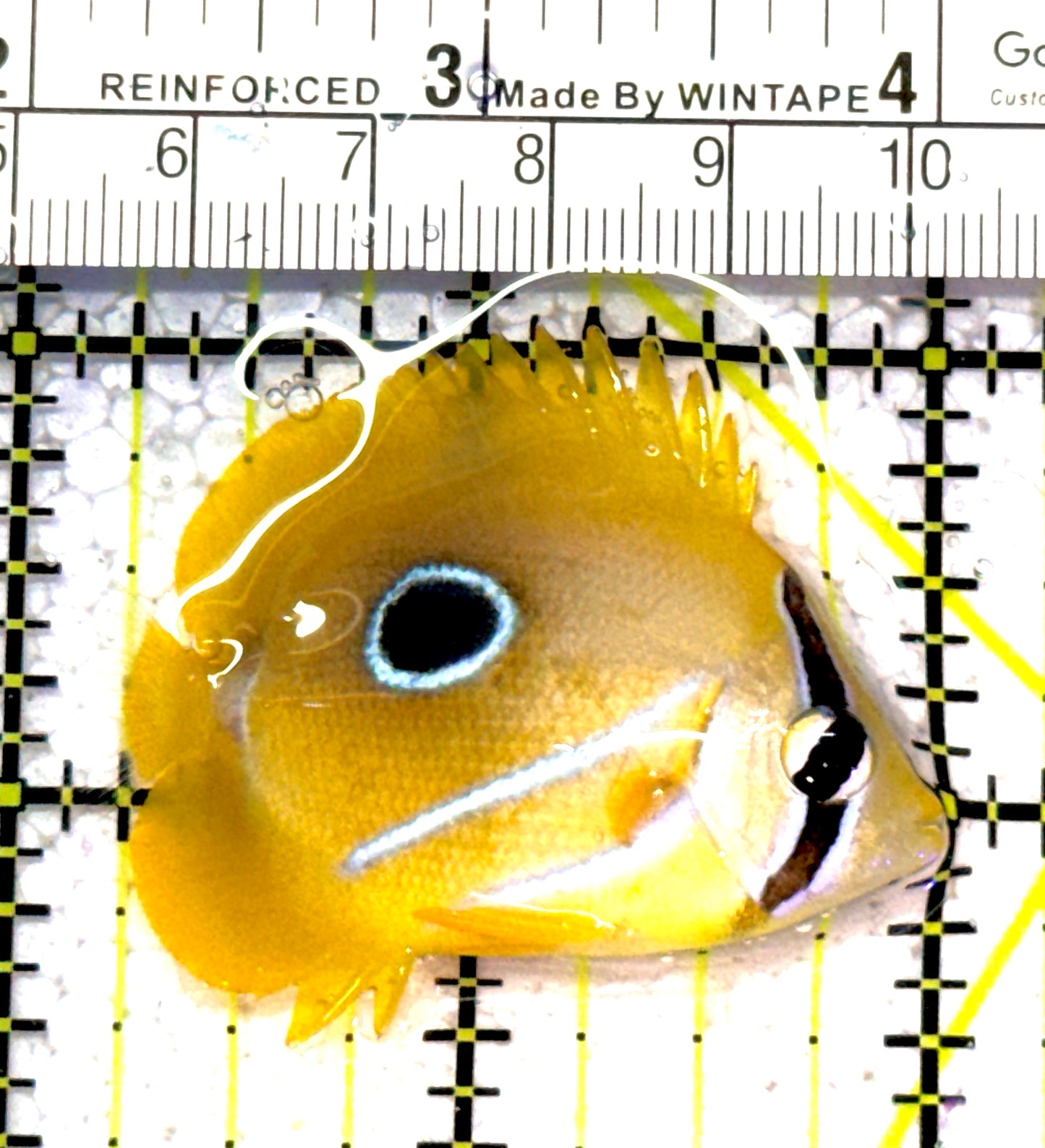 Bennett's Butterflyfish BB011301 WYSIWYG Size: S 2" approx