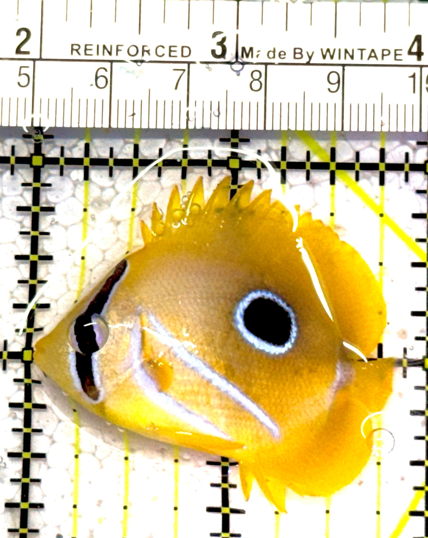 Bennett's Butterflyfish BB011301 WYSIWYG Size: S 2" approx