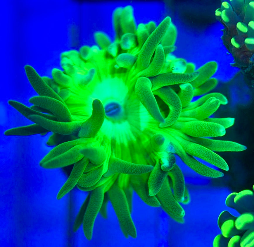 Neon Duncan ND051801 WYSIWYG