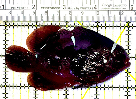 White Stripe Maroon Clownfish WSMC011302 WYSIWYG Size: L 4" approx