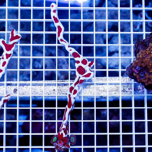 Hot Aussie Spider Sponge HASS121004 WYSIWYG Size: XL approx