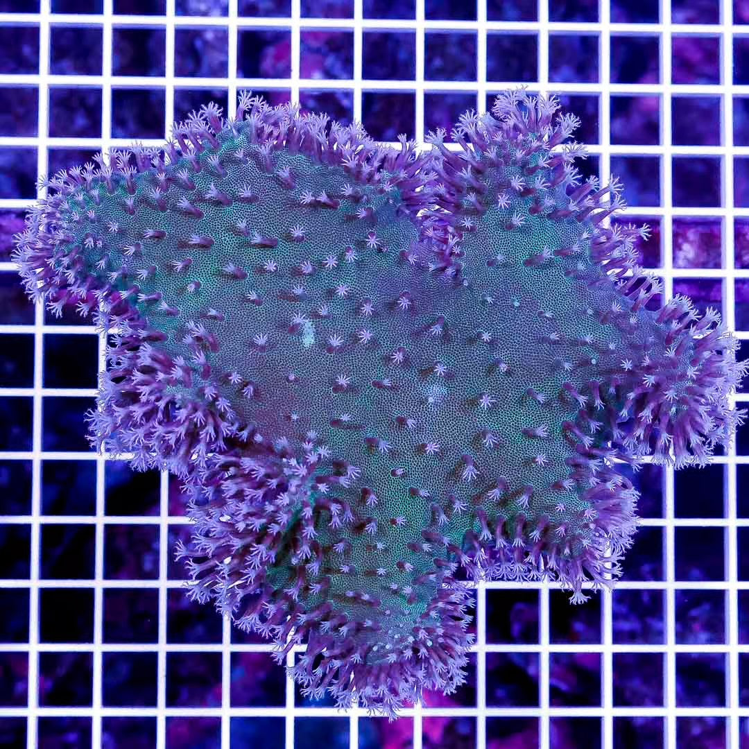Ultra Aussie Purple Star Polyp Leather Coral Size: M 0.75" to 2" - Violet Aquarium 
