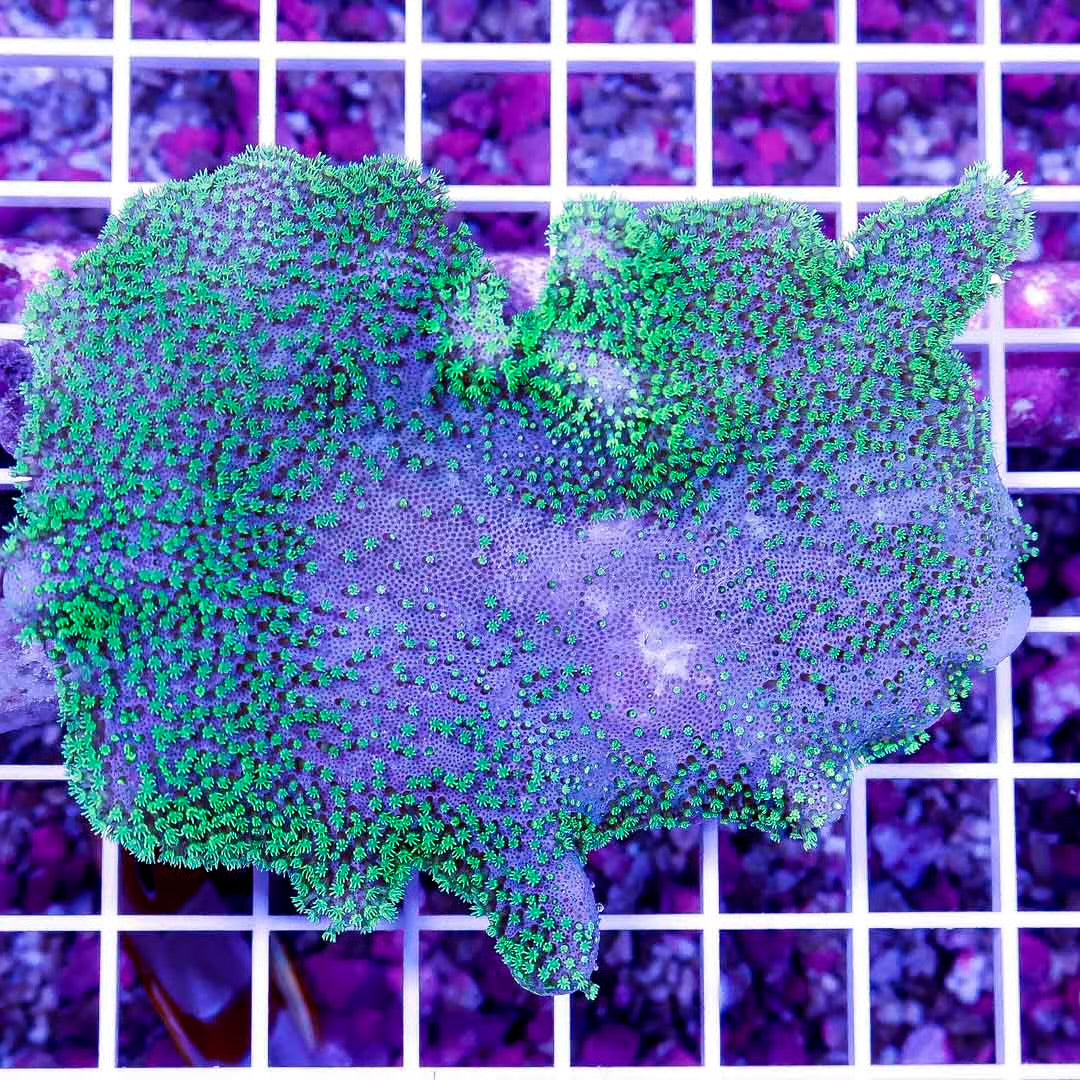 Ultra Aussie Crown Leather Coral Size: M 0.75" to 2"