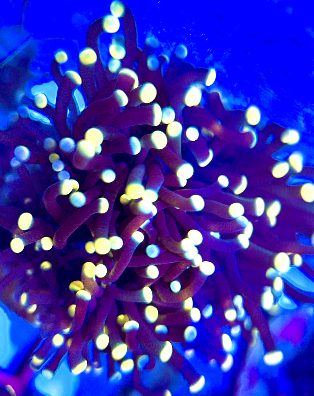 Torch Coral TC052201 WYSIWYG