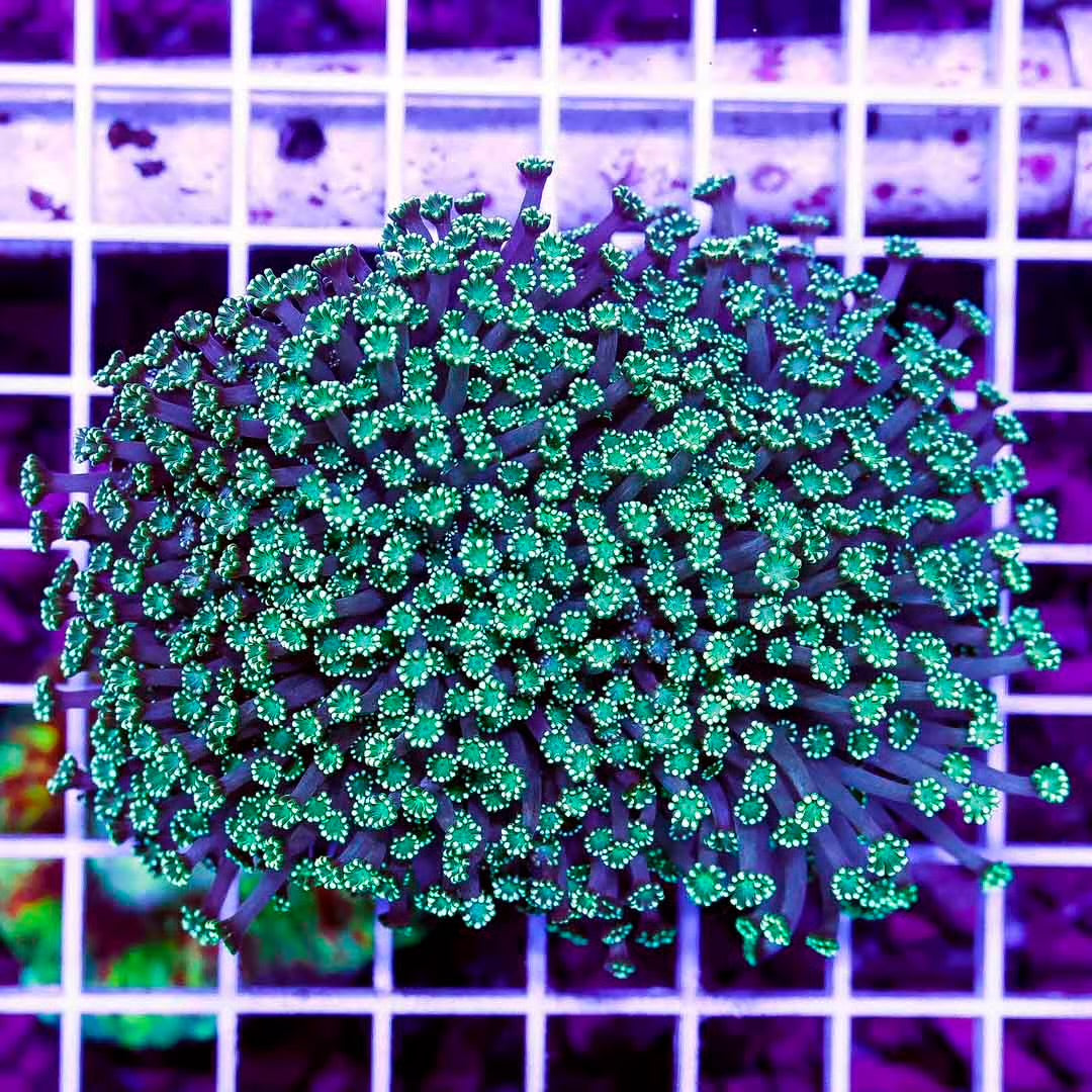 Aussie Ultra Alveopora Size: M 0.75" to 1" - Violet Aquarium 