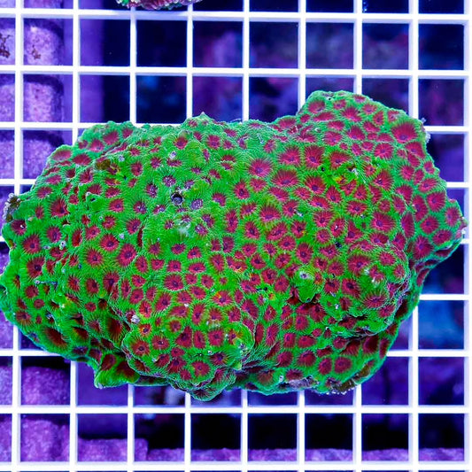 Aussie Hot Toxic Red Eye Favites 1"x1" Frag