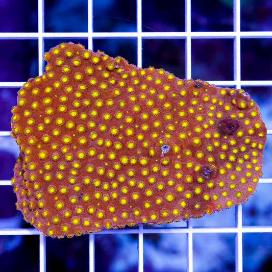 Aussie Hot Orange Golden Eye Cyphastrea .5" x .5" Frag
