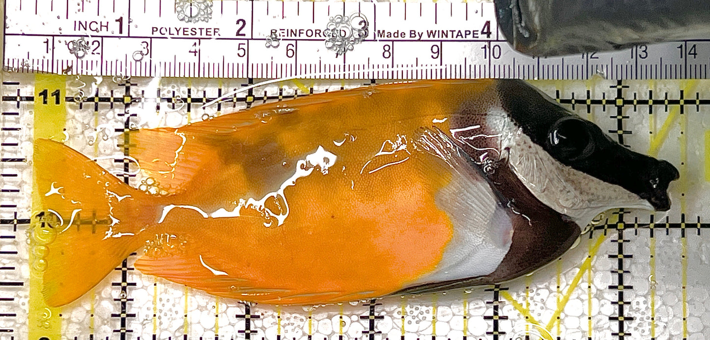 Onespot Foxface OF111303 WYSIWYG Size: L 5" approx