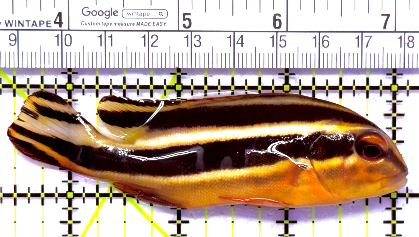 Yellow Lined Giant Sweetlips YLGS012701 WYSIWYG Size: M 3.5" approx