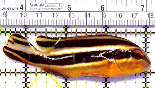 Yellow Lined Giant Sweetlips YLGS012701 WYSIWYG Size: M 3.5" approx