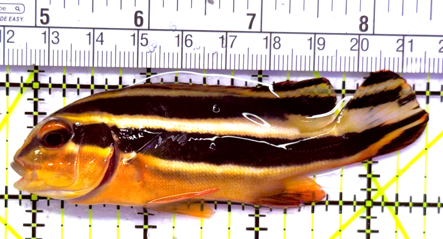 Yellow Lined Giant Sweetlips YLGS012701 WYSIWYG Size: M 3.5" approx