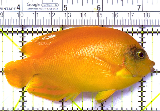 Yellow Herald's Angelfish HA012701 WYSIWYG Size: XL 4" approx