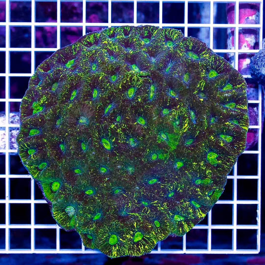 Aussie Neon Goniastrea Mother Colony ANGMC010701 WYSIWYG