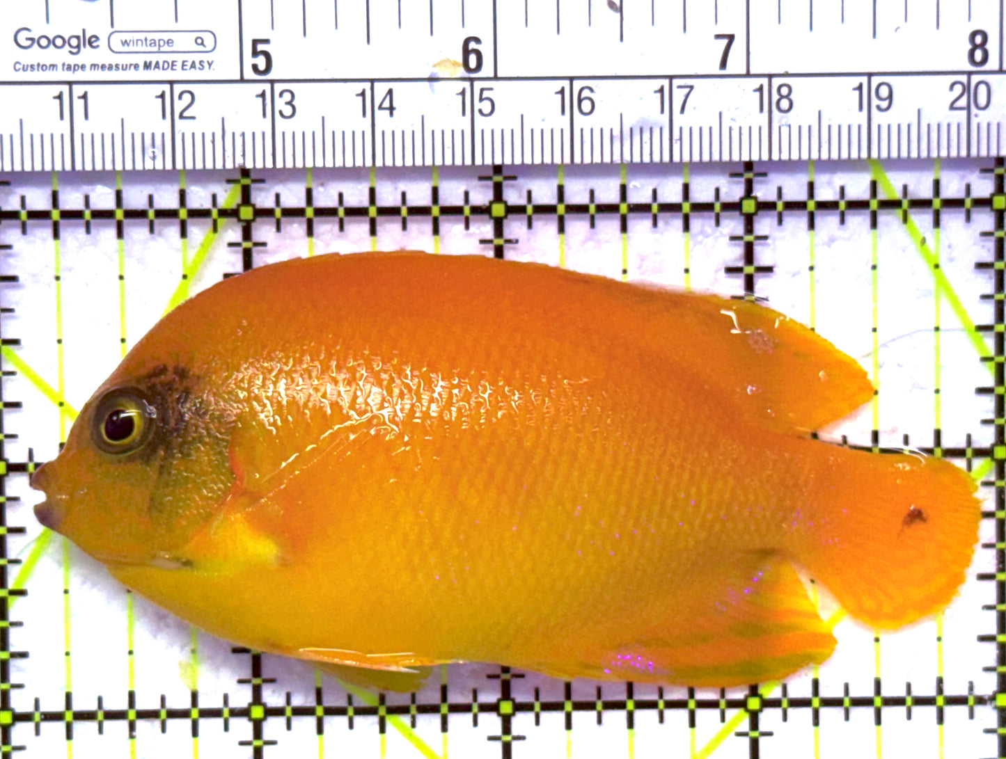 Yellow Herald's Angelfish HA012701 WYSIWYG Size: XL 4" approx