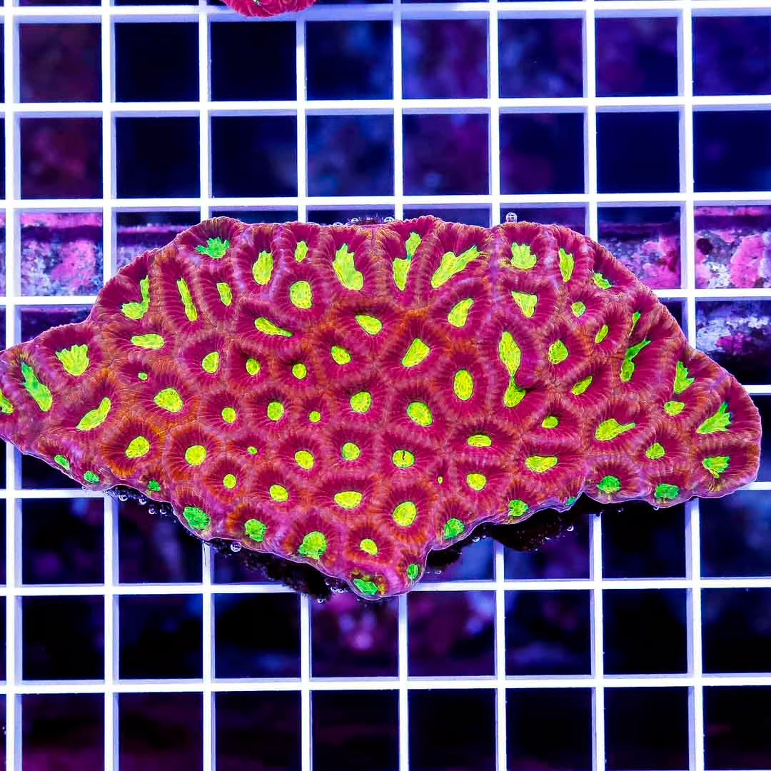 Aussie Ultra Favia Mother Colony AUFMC010701 WYSIWYG