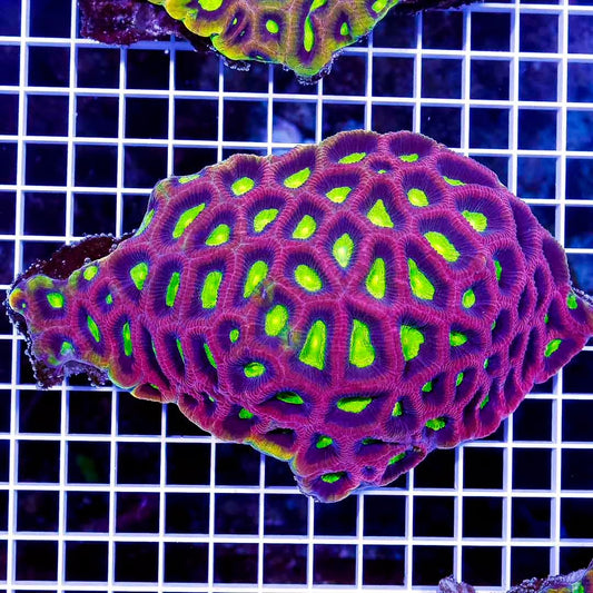 Aussie Ultra Prism Favia Mother Colony AUPFMC010701 WYSIWYG