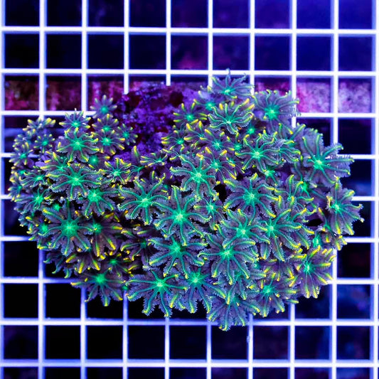 Indo Ultra Clove Polyp Mother Colony IUCPMC010701 WYSIWYG