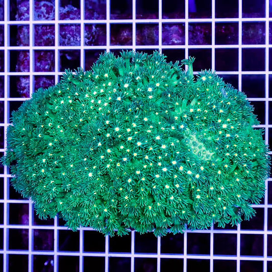 Aussie Neon Ultra Goniopora Mother Colony ANUGMC010701 WYSIWYG