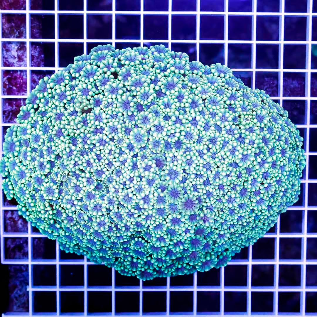 Aussie Ultra Alveopora Size: M 0.75" to 1" - Violet Aquarium 