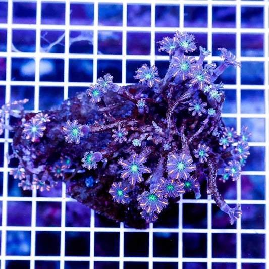 Indo Ultra Clove Polyp Mother Colony IUCPMC010702 WYSIWYG