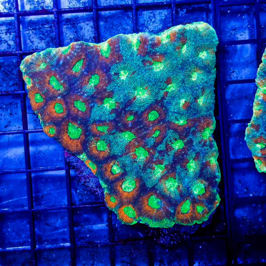 Ultra Hot Indo Acan Echinata Mother Colony UHIAEMC010701 WYSIWYG