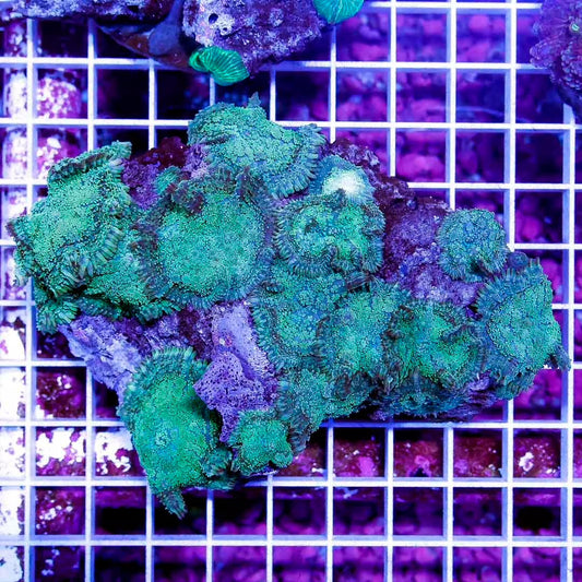 Indo Neon Mushroom Mother Colony INMMC010701 WYSIWYG