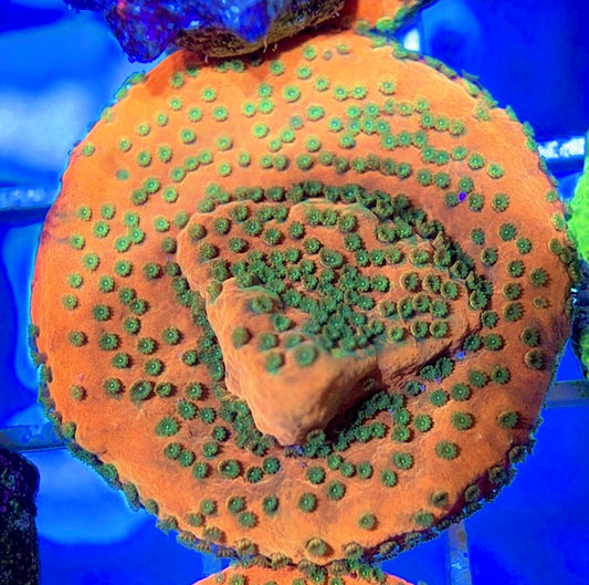 Sunset Montipora SSM050801 WYSIWYG