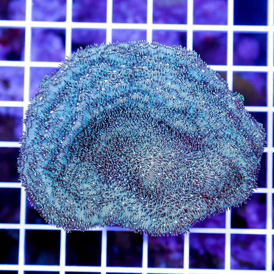 Indo Green Pavona Mother Colony IGPMC010701 WYSIWYG