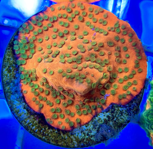 Sunset Montipora SSM050802 WYSIWYG