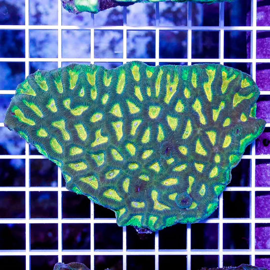 Aussie Neon Platygyra Mother Colony ANPMC010701 WYSIWYG