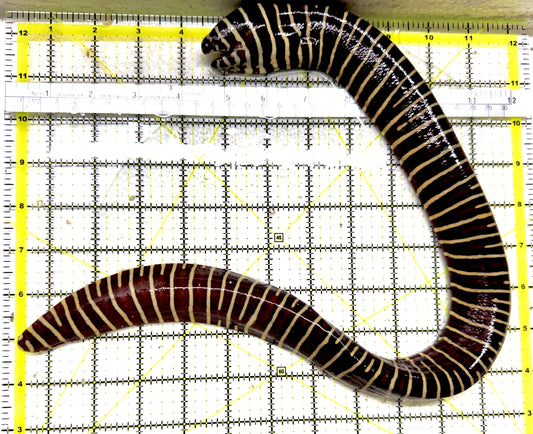 Zebra Moray Eel ZME011301 WYSIWYG Size: XL 14" to 22" (Thick in Diameter)